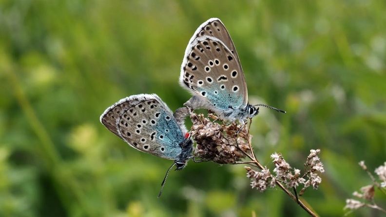 A mating pair of Large Blue Butterflies on Rodborough Common, Gloucestershire, England